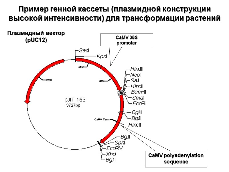 Пример генной кассеты (плазмидной конструкции высокой интенсивности) для трансформации растений Плазмидный вектор (pUC12) CaMV